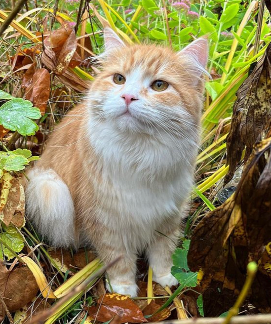 Sibirisk katt Flynn